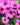 Geranium psilostemon - 2026