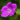 Geranium sanguineum - 2026