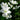 Geranium sanguineum 'Album' - 2026