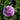 Geranium sanguineum 'Elke' - 2026