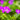 Geranium sanguineum 'Max Frei' - 2026