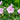 Geranium sanguineum striatum - 2026