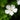 Geranium sylvaticum 'Album' - 2026