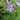 Geranium sylvaticum 'Mayflower' - 2026