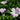 Geranium versicolor - 2026
