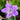 Geranium wlassovianum - 2026
