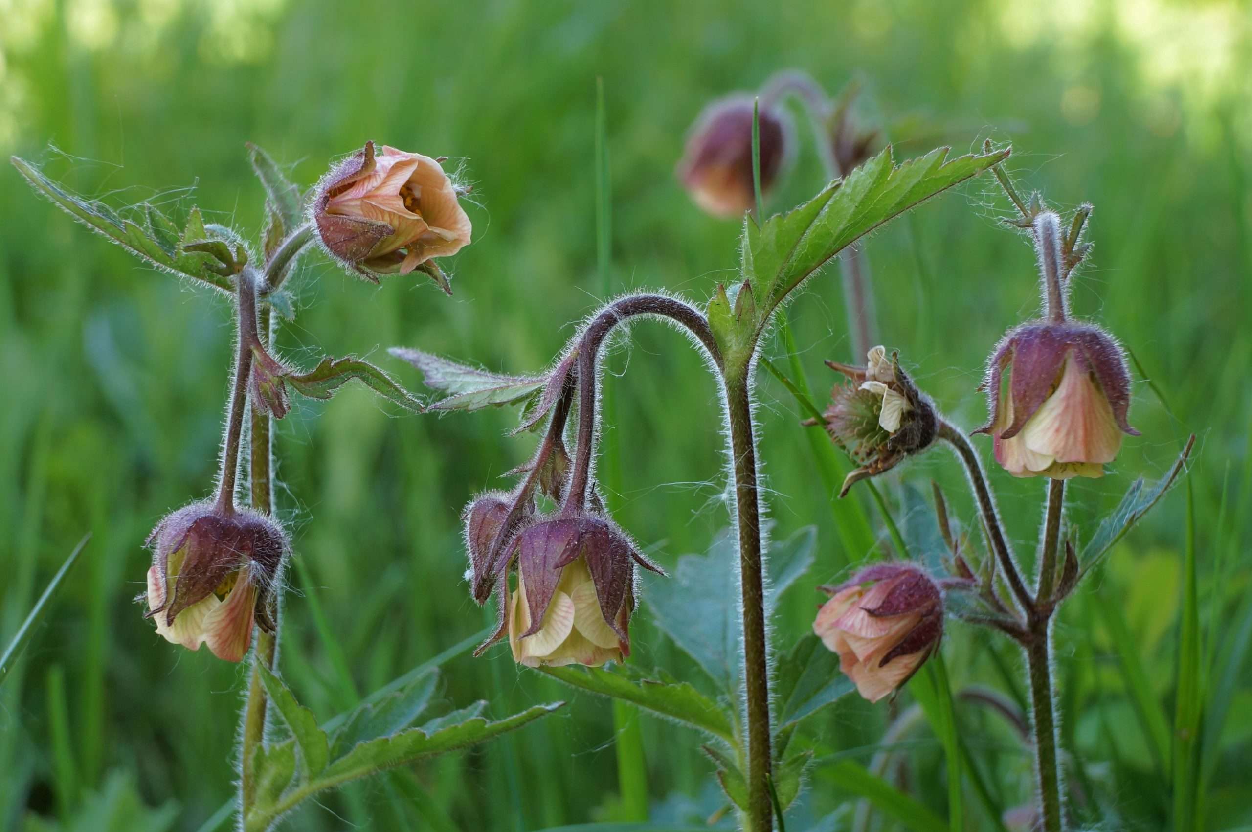 Geum rivale (Water avens) - Marginal Pond Plants - MP038 – Lincspplants