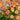 Geum 'Mango Lassi' - 2026
