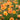 Geum 'Prinses Juliana' - 2026