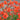Geum 'Scarlet Tempest' - 2026