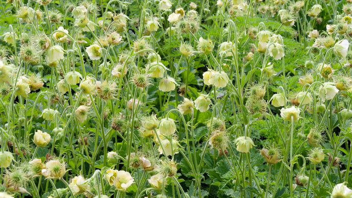 Geum 'Tales of Hex' - 2026 – Lincspplants