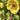 Geum 'Tequila Sunrise' - 2026