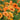 Geum 'Totally Tangerine' - 2026
