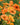 Geum 'Totally Tangerine' - 2026
