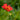 Geum chiloense 'Feuerball' - 2026