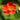 Geum coccineum 'Borisii' - 2026