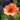 Geum coccineum 'Koi' - 2026