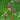 Geum Rivale 'Album' - Packs