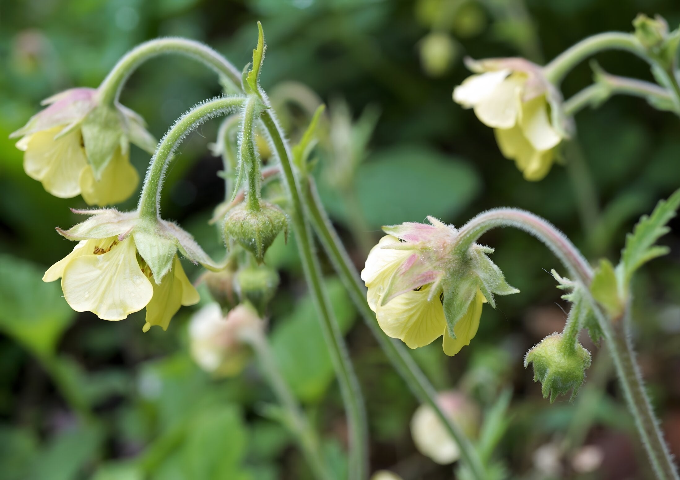 Geum Rivala Geum rivale 'Album' – Lincspplants