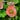 Geum rivale 'Leonard's Variety' - 2026