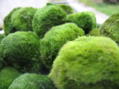 Marimo Clive Giant Living Marimo Moss Balls (~2 Inches) + 1 Nano Marimo Free ...