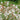 Gillenia trifoliata - 2026
