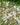 Gillenia trifoliata - 2026