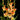 Gladiolus nanus 'Las Vegas' Bulb