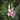 Gladiolus nanus 'Prins Claus' Bulb