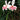 Gladiolus nanus 'Prins Claus' Bulb