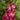 Gladiolus nanus 'Vulcano' Bulb