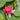 Gloriosa