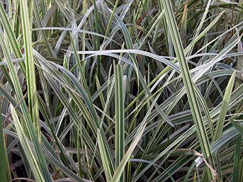 Glyceria maxima variegata (Variegated reed) - Marginal Pond Plants - M ...