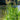 Glyceria maxima (Reed sweet grass) - Marginal Pond Plants - MP040