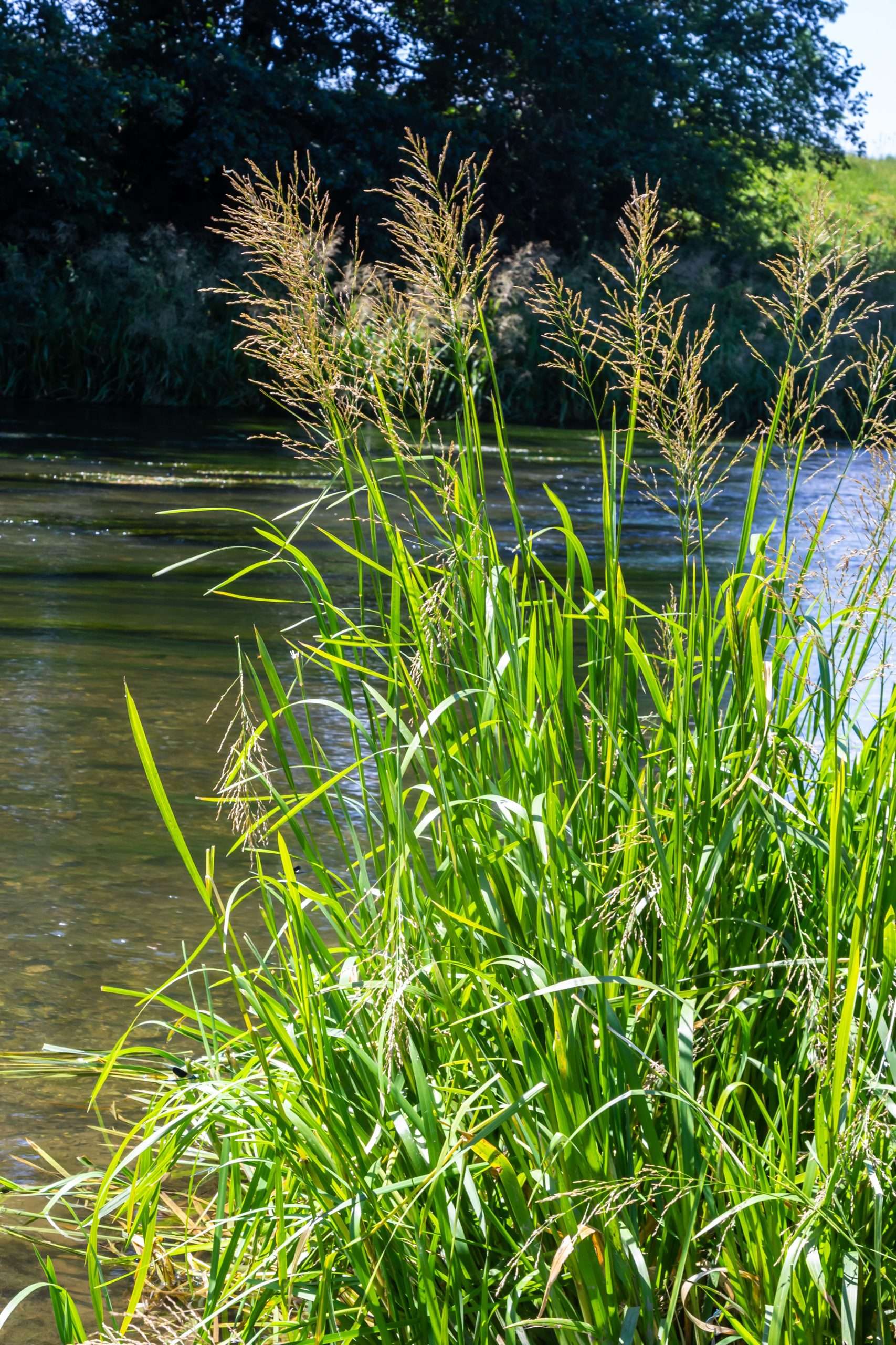 Glyceria maxima (Reed sweet grass) - Marginal Pond Plants - MP040 ...