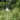 Glyceria maxima variegata (Variegated reed) - Marginal Pond Plants - MP041