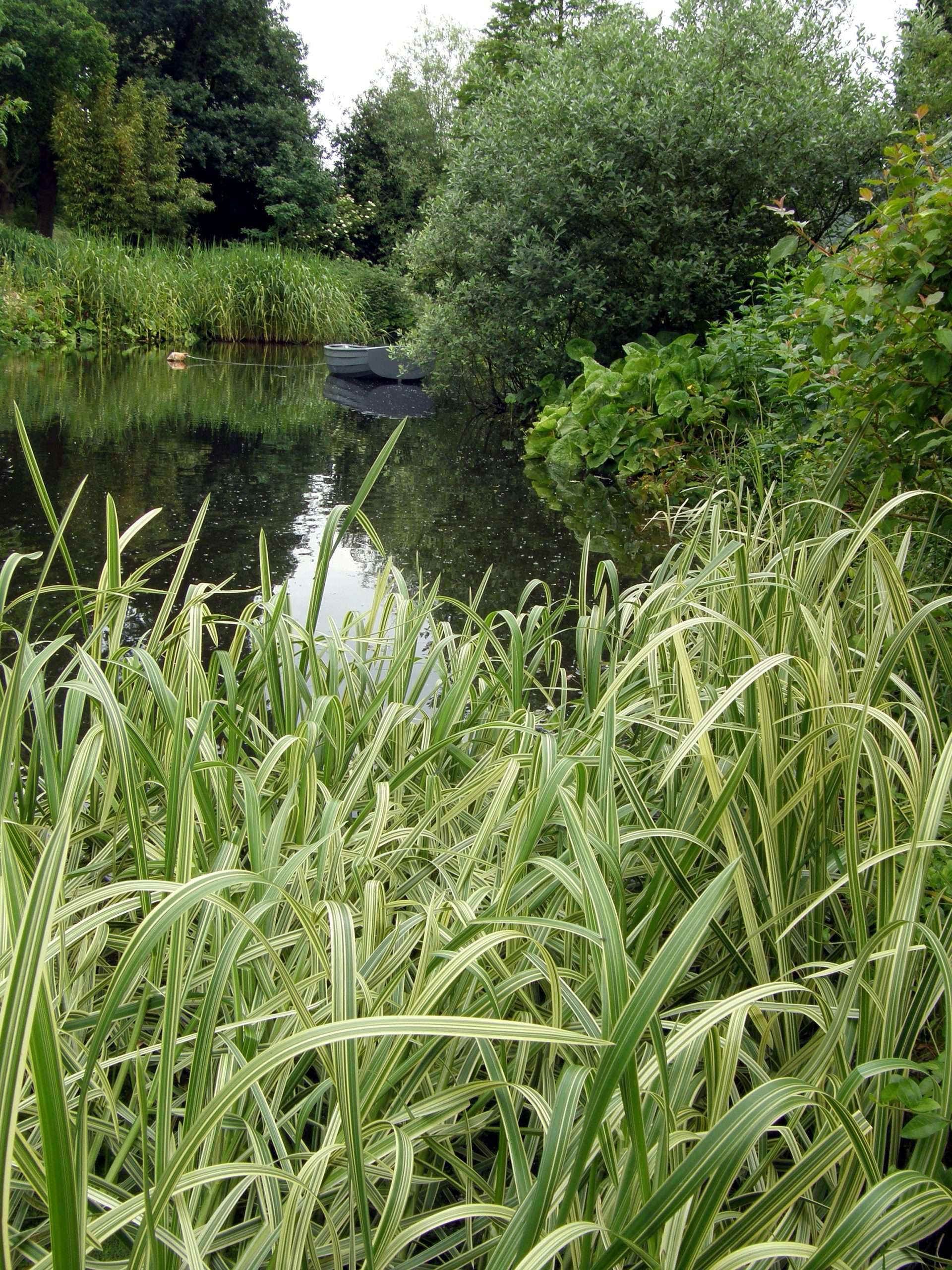 Glyceria maxima variegata (Variegated reed) - Marginal Pond Plants - M ...