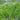 Glyceria maxima (Reed sweet grass) - Marginal Pond Plants - MP040