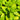 Oregano - Golden (Herb) 13cm