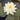 Gonnere - Snowball Water Lily - Pond Plants - LW10