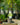 Vitis Aurore Grape