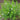 Gratiola officinalis (Summer Snowflake) - Marginal Pond Plants - MP042