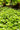 Gunnera Magellanica