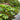Gunnera Manicata