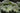 Gunnera Manicata
