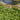 Gunnera Magellanica - BP043 Packs