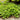 Gunnera magellanica (Devil's strawberry) - Marginal Pond Plants - BP043