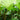 Gunnera manicata - Marginal Pond Plants - BP044