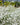 Gypsophila Paniculata