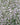 Gypsophila paniculata 'Bristol Fairy' - 2026